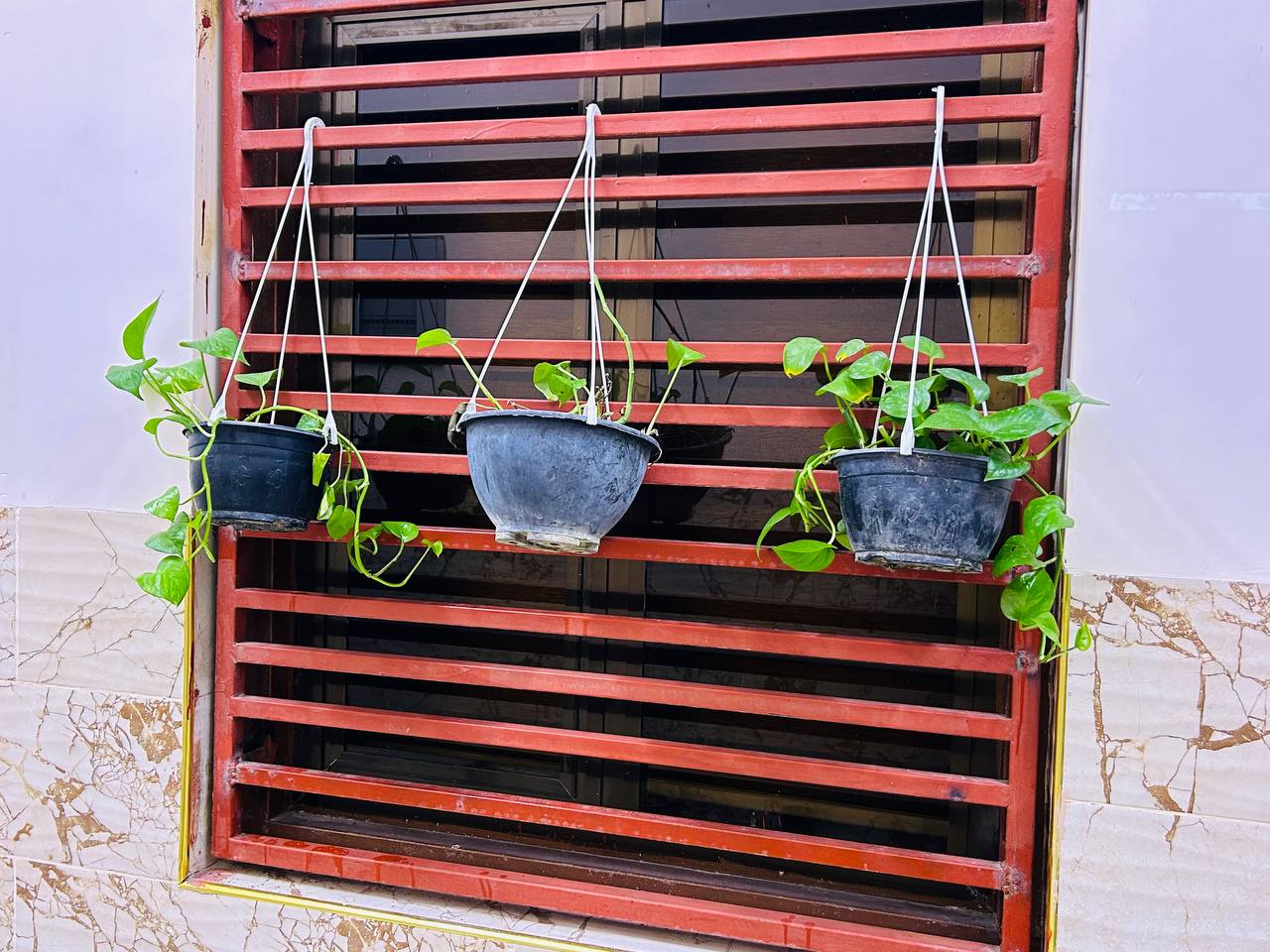 حملة تزيين القسم بالنباتات 