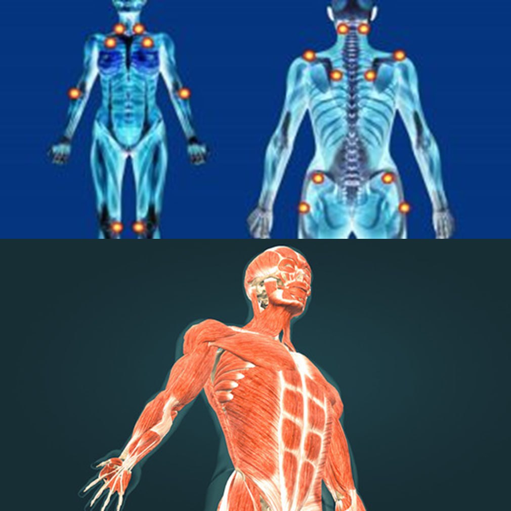 حلقة نقاشية بعنوان " الميكانيكا الحيوية لاضطرابات الجهاز العضلي الهيكلي ومنع الإصابات"