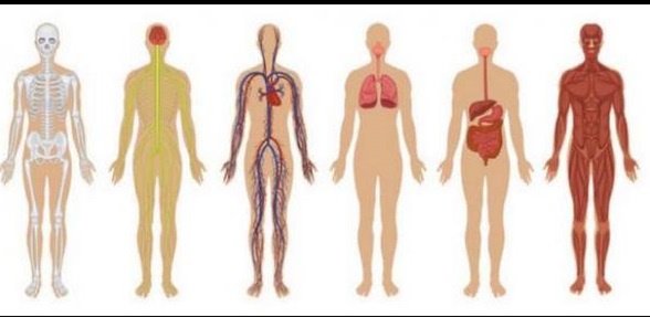 حلقة نقاشية بعنوان "العلاقه بين الاجزاء الصناعيه الحيويه وجسم الانسان"