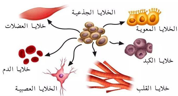 حلقة نقاشية بعنوان "اهمية زراعة الخلايا الجذعية لمرضى السرطان"