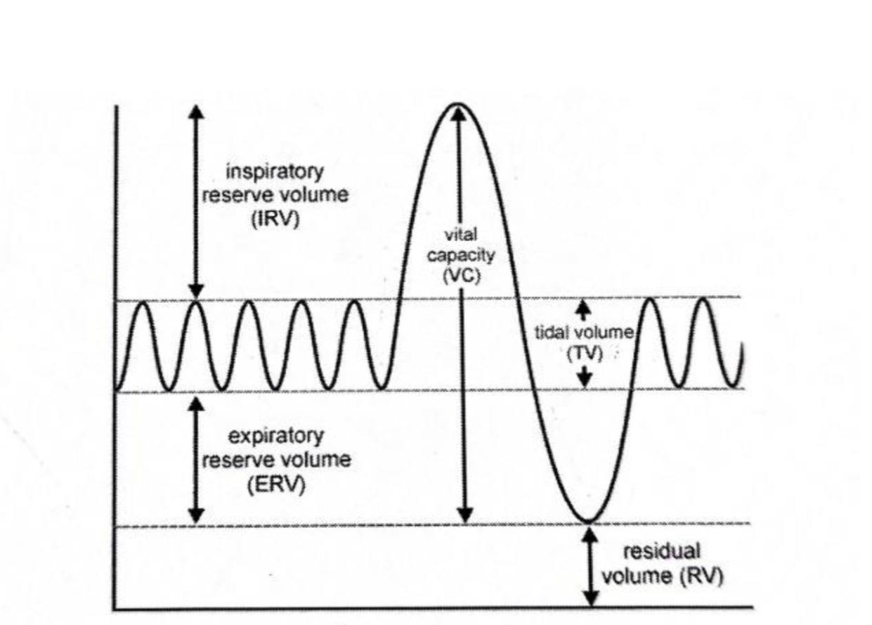 ورشة" Spirometry and Body Position"