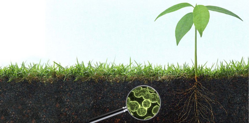 مقالة علمية للانسة نور الهدى عزمي حسن بعنوان" الكائنات الدقيقة ودورها المهم في التربة "