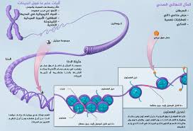 العوامل الوراثية وتأثيرها على الامراض المزمنة 