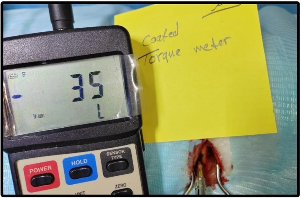 Why are rabbits chosen for in vivo osseointegration experiments?