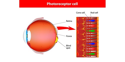 Scientific article by Assistant Lecturer Noor Khamis Hamad entitled (Photoreceptors of the Retina) 