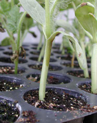 مقالة علمية للتدريسية (م.م زينب ناظم عزيز ) بعنوان "الأمراض الفطرية "