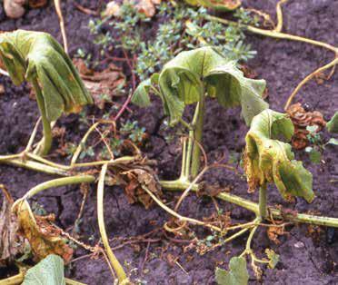 مقالة علمية للتدريسية (م.م زينب ناظم عزيز) بعنوان "الذبول البكتيري"