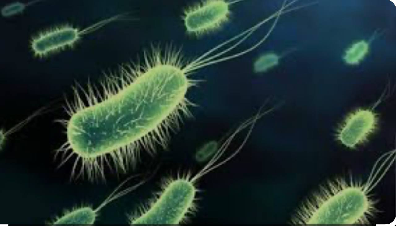 مقالة علمية للمعيدة(بنين معن كريم ) بعنوان "Escherichia coli"