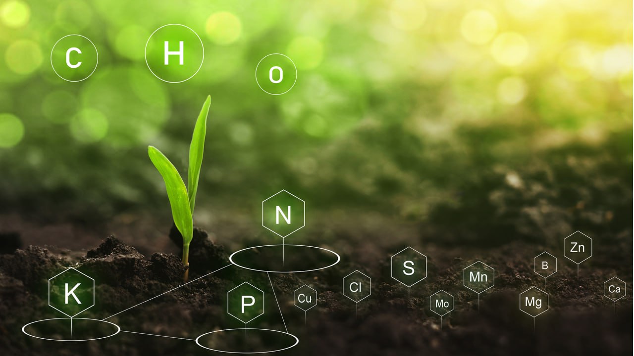 مقالة علمية للانسة نور الهدى عزمي حسن بعنوان " تحسين تغذية النباتات"