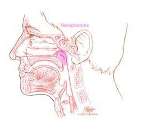Scientific article by Dr. Ali Hussein Hamza Al-Nasrawi Otorhinolaryngologist and laser specialist  entitled (Nasopharyngeal Carcinoma and Dietary Factors) 