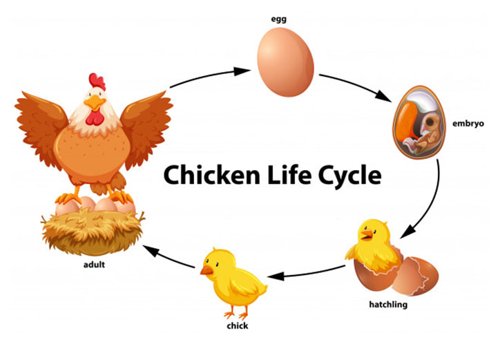 مقاله علمية للتدريسية ( م.م. أمنية عدنان عباس ) بعنوان ""كيف تتكون البيضه وماهي مراحل نمو الدجاج ""