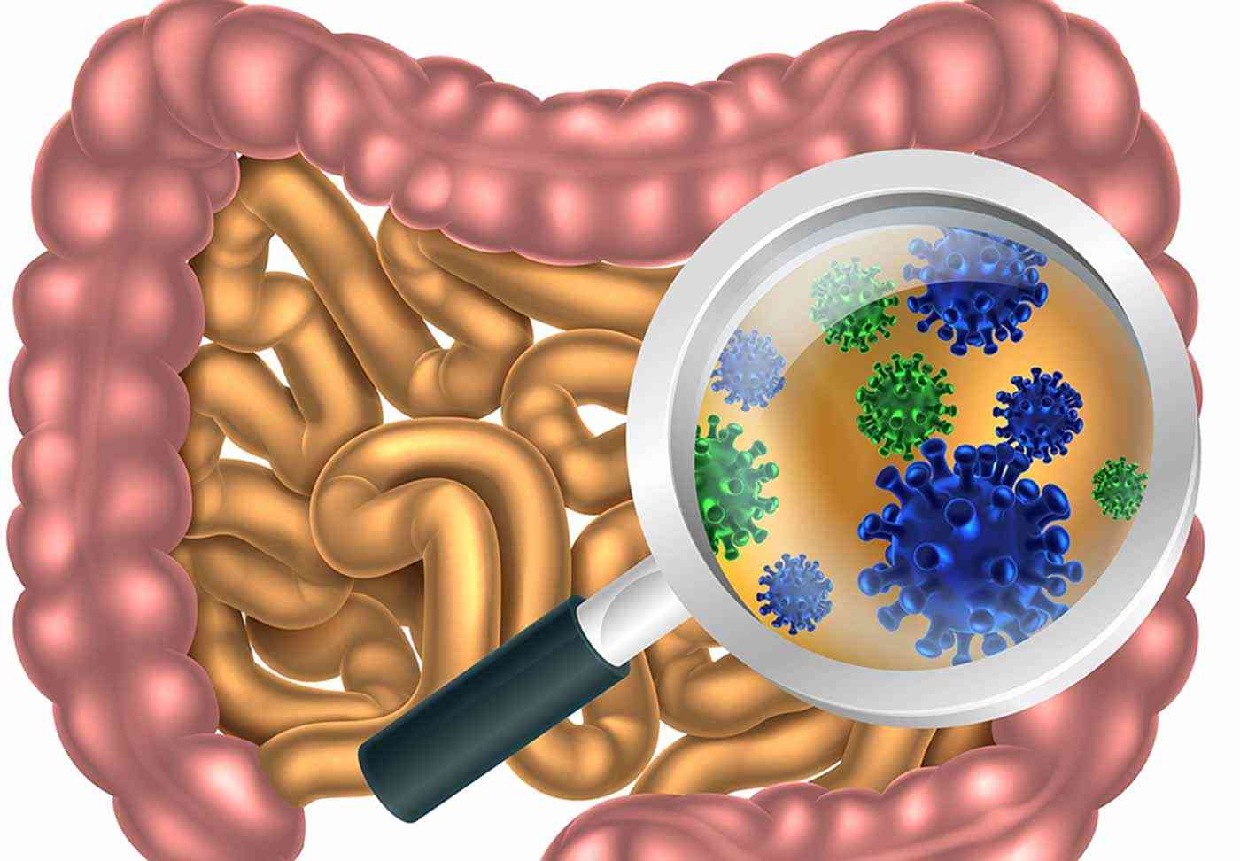 دراسة تأثيرات الميكروبيوم المعوي على الأمراض العصبية مقالة علمية للتدريسية (د.دعاء جعفر ضياء)