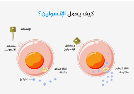 مقالة علمية للتدريسية ( سجى جواد عبيد) بعنوان"" الانسولين""