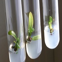 تقنية زراعة الأنسجة النباتية Plant tissue culture technology 