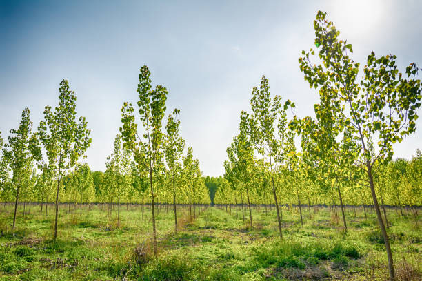 مقالة علمية للانسة نور الهدى عزمي بعنوان " دور الأشجار في تحسين جودة الهواء والبيئة "