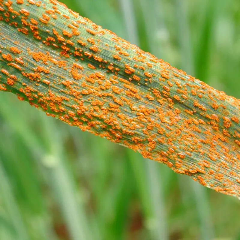 مقالة علمية للتدريسية م.م زهراء جواد كاظم  بعنوان " فيروسات النباتات وتاثيرها على الزراعة "