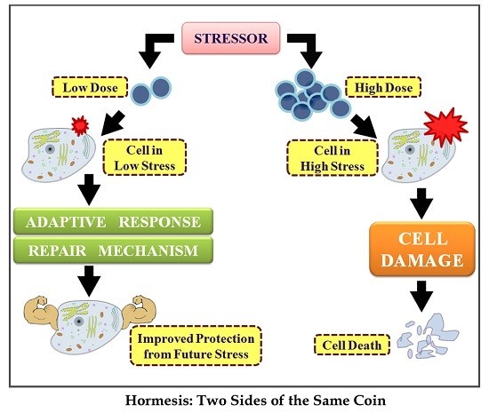 Hormesis in Medical Physiology