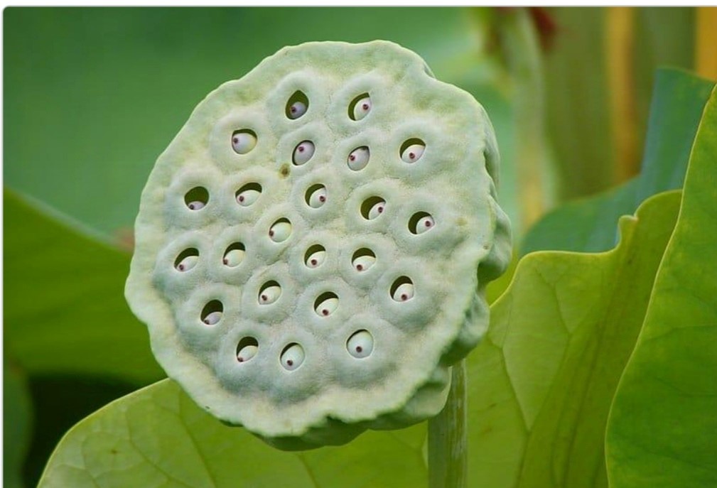 فوبيا الثقوب:هل يمكن أن تصيبك مجرد صورة بالانزعاج ؟