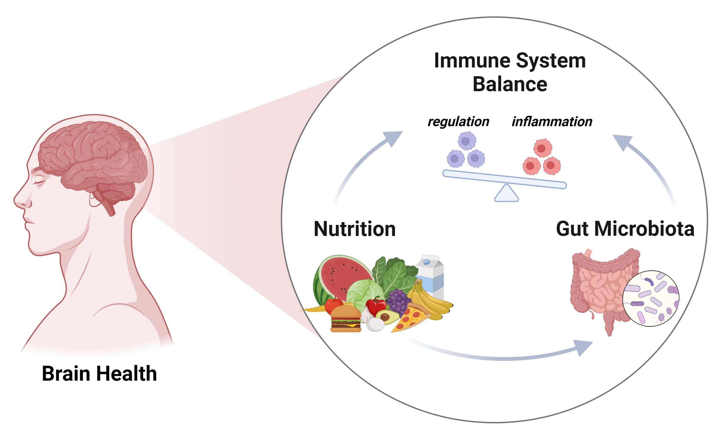 Nutritional Modulation of the Central Nervous System and Immune Homeostasis