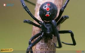 الأرملة السوداء الجنوبية أو الأرملة الجنوبية (الاسم العلمي: ( Latrodectus mactans) 