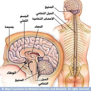 ماهو الجهاز الحوفي  Limbic System