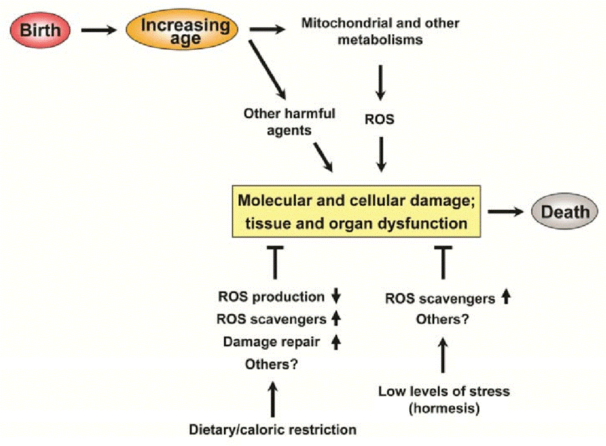 Oxidative Stress and Aging 