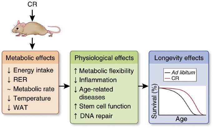 Metabolism and Aging: 