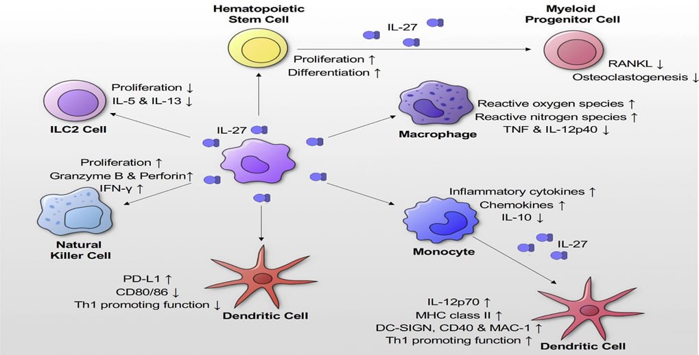 Title: Unveiling the Role of Interleukin in Toxoplasmosis: Insights into Host-Parasite Interaction