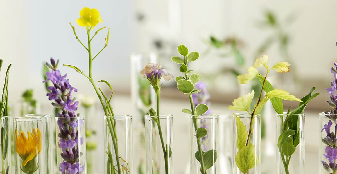 دور النباتات الطبية في العلاجات الحديثة