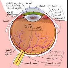 مقالة علمية للمبرمج مصطفى مرتضى خلف بعنوان (تشخيص مرض الضمور الشبكي في العين باستخدام تطبيقات الذكاء الاصطناعي نظرة شاملة)