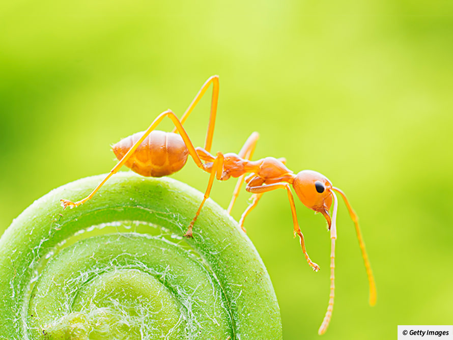 مقالة علمية للانسة نور الهدى عزمي بعنوان "الحشرات واستخدامتها في الطب "