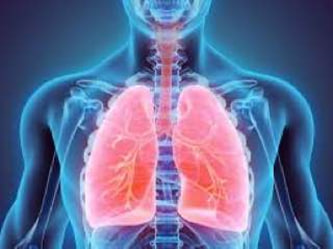 مقالة علمية بعنوان مكونات الجهاز التنفسي للتدريسي ( م.م علي جعفر عبيد ).