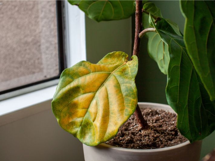 مقالة علمية للتدريسية (م.م زينب ناظم عزيز) بعنوان "  مرض اصفرار القمم (أو الاخضرار) على القوارض/الحمضيات"