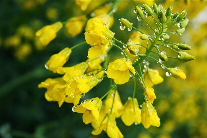 مقالة علمية للتدريسية (م.م زينب ناظم عزيز) بعنوان "نبات الكانولا "