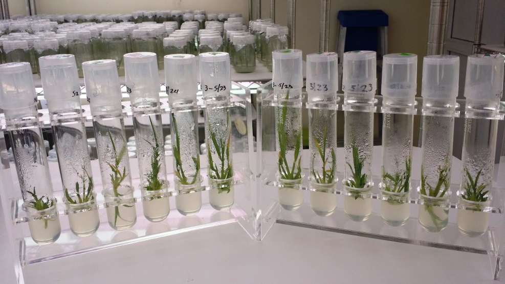 مقالة علمية للتدريسية (م.م زينب ناظم عزيز) بعنوان " الزراعة النسيجية"