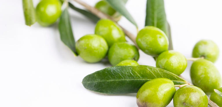 مقالة علمية ل( هبه صلاح هادي) بعنوان "" فوائد ورق الزيتون ""