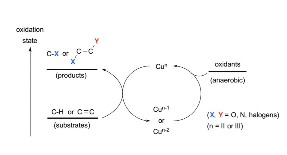 مقالة علمية للتدريسية م.م زهراء حازم حامد بعنوان تفاعلات تكوين الروابط الكربونية غير المتجانسة المحفزة بالنحاس