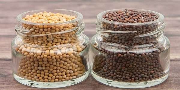 مقالة علمية للانسة نور الهدى عزمي بعنوان "حفظ البذور: استراتيجية لحماية الموارد الجينية النباتية "