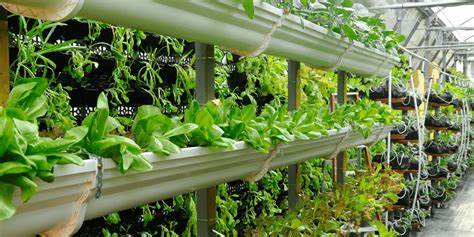 مقالة علمية للانسة نور الهدى عزمي بعنوان "الأساليب المبتكرة للزراعة المستدامة: دور تربية النباتات وعلم الوراثة. "