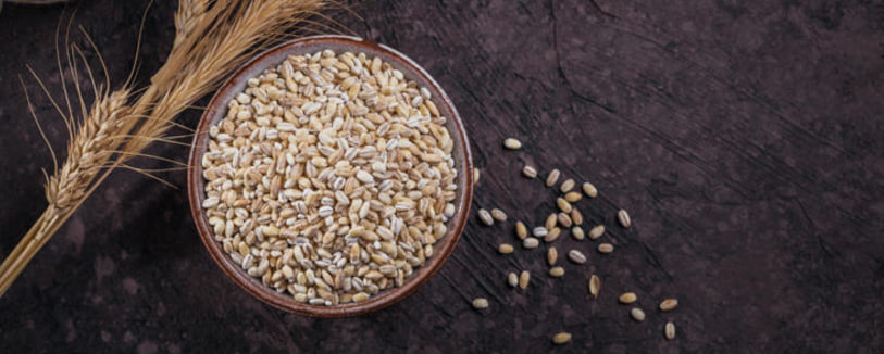 مقالة علمية ل(هبه صلاح هادي ) بعنوان "" الشعير ""