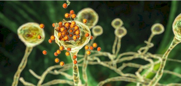 مقالة علمية للانسة نور الهدى عزمي بعنوان "دور الفطريات في النظام البيئي وتطبيقاتها الصناعية  "