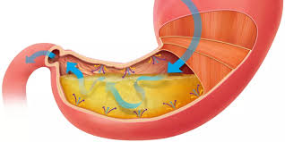 مقالة علمية للسيدة زينب صالح مهدي  بعنوان / أحماض المعدة: دورها الحيوي وتأثيرها على صحة الجهاز الهضمي