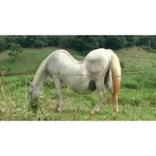 ظاهرة الظهر الساقط لدى الخيل