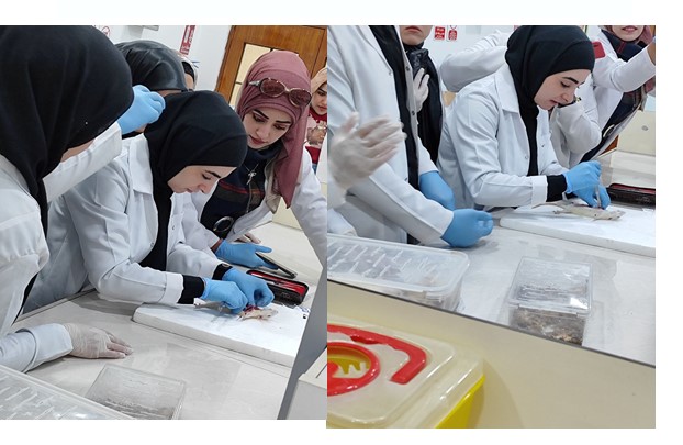 قسم تقنيات المختبرات الطبية في كلية التقنيات الصحية والطبية بجامعة المستقبل يقيم ورشة تعليمية حوله كيفية التعامل مع الحيوانات المختبرية واجراء الاختبارات عليها