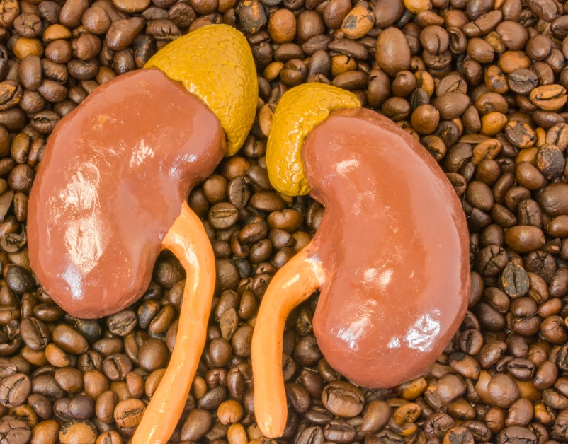 مقالة علمية للتدريسية هنادي تحسين مسلم بعنوان " تأثير القهوه عل الكلى "