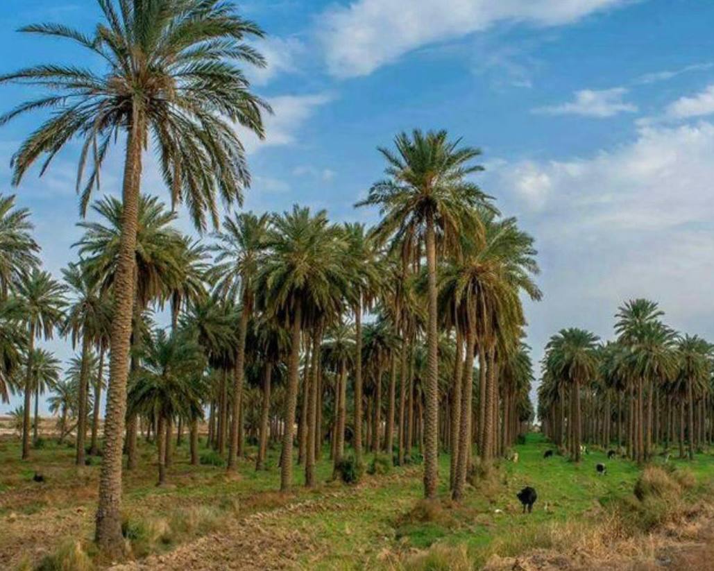 مقالة علمية للتدريسية م.م سكينة طالب خير الله بعنوان ' المحافظة على البيئة '