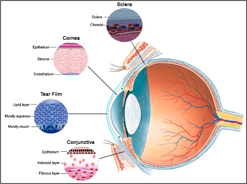 مقالة علمية للتدريسية م.م هاله محمد صبيحي بعنوان ("الآليات البيوفيزيائية لوظيفة العين: فهم الرؤية من خلال الفيزياء")