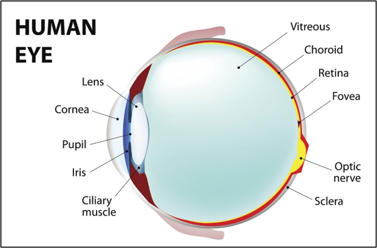 مقالة علمية للتدريسية م.م هاله محمد صبيحي بعنوان (فيزياء الرؤية: من الضوء إلى الإشارات العصبية)