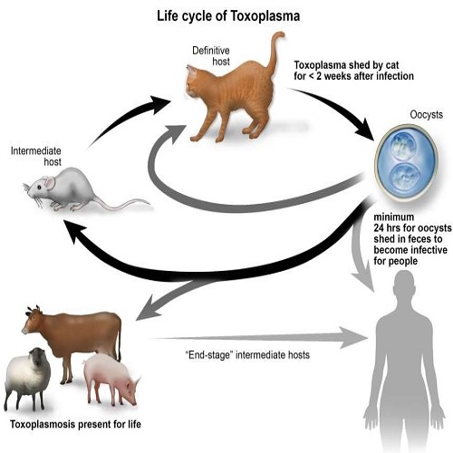 Toxoplasmosis 