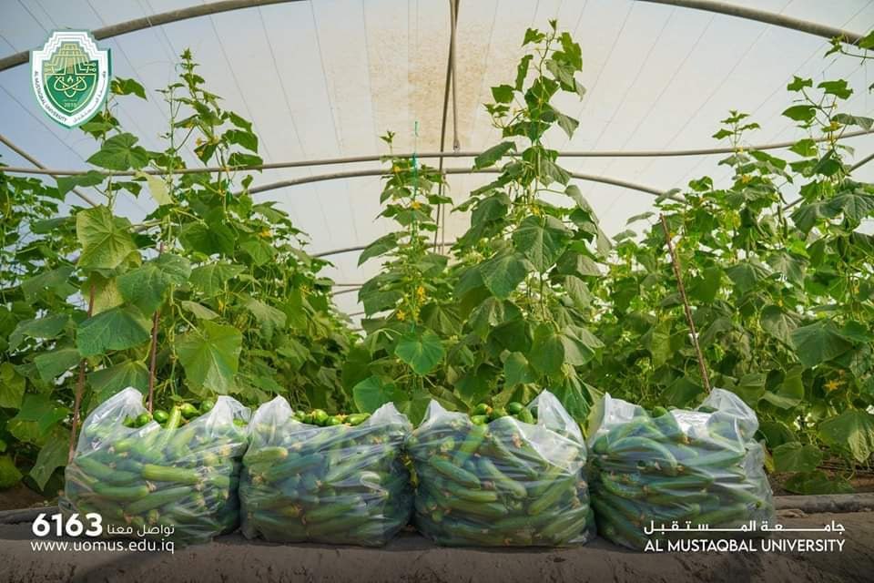 الزراعة العضوية في جامعة المستقبل: رؤية مستدامة للتغذية والبيئة